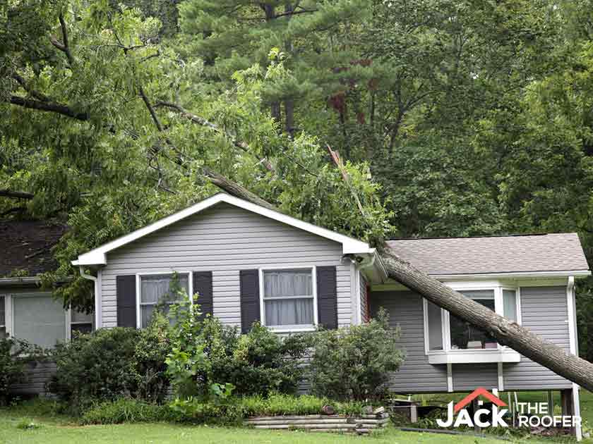 What to Do When a Tree Falls on Your Roof